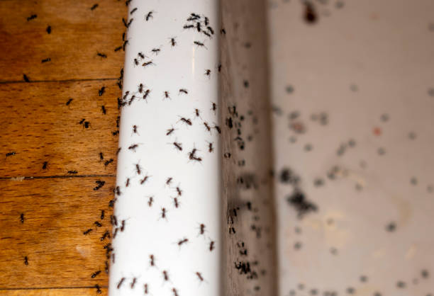 Best Residential Pest Control  in Mowbray Mountain, TN